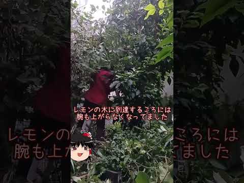 ニートが玄関の外に4歩だけ踏み出してみた【庭の植木高所作業】 #shorts