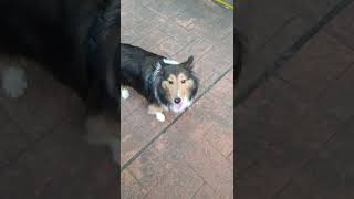 [ Sheltie ]   喜樂蒂牧羊犬   喜乐蒂牧羊犬
