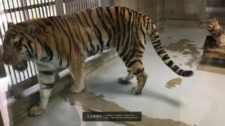 艾文愛旅行 | Blog用短片 |【日本】大阪景點 - 天王寺動物園5
