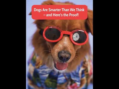 Dogs Are Smarter Than We Think – and Here’s the Proof!