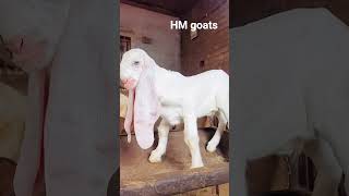 #hmgoats #hedrabadi #topquality #reels #sold #shorts