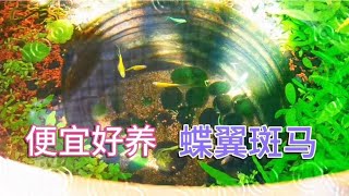 2.5元的长鳍蝶尾斑马鱼，饲养在三无生态缸，缸中游动似精灵