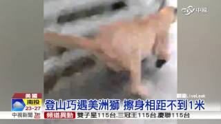 驚!登山遇美洲獅 人獅距不到1公尺│中視新聞20160331