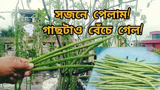 টবে লাগানো গাছ কীভাবে ঝড় থেকে বাঁচাবেন? দেখে নিন আমার সজনে গাছ রক্ষার কৌশল!