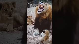Lion Cub and Father Lion Interaction (Sound Of Safari)
