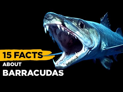 15 Fascinating Facts About Barracuda