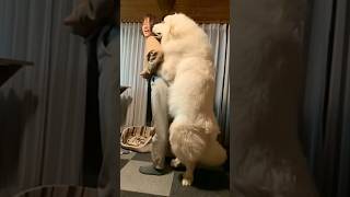#goldenretriever #goldenretreivers #goldenretreiver #dogstagram #retreiver #doglife #dog #pets #pupp
