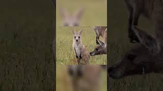 Kangaroo Boxing  Epic Wildlife Fight