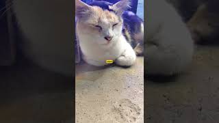 Meow Meow - Inzy Food Street #ei360 #cat #pets #shorts #short #food #cute #funny #love