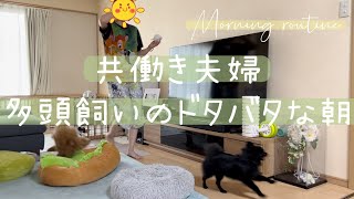 多頭飼いすると、朝はこうなる【ポメラニアンとトイプードル】