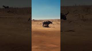 Lions Overwhelm Exhausted Mother Buffalo and Take Down Her Calf  #wildlife #predatorvsprey #animals