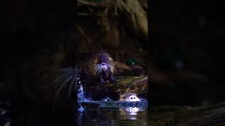 Baby 😍 Nutria Rat Louisiana 🇺🇸