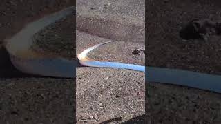 Incredibly rare oarfish appears on public beach