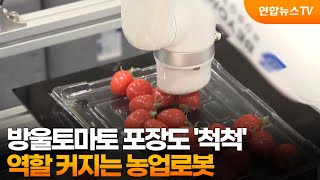 방울토마토 포장도 '척척'…역할 커지는 농업로봇 / 연합뉴스TV (YonhapnewsTV)