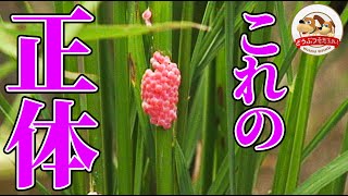 【これはナニ!?】田んぼで発見した鮮やかなピンク色をした物体…実はある生き物の卵だった!!【どうぶつ奇想天外／WAKUWAKU】