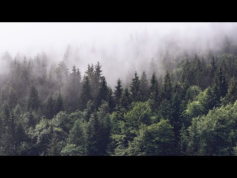 The Unknown Species of the Animal Kingdom