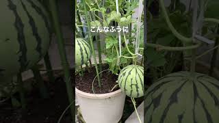 スイカって、鉢植えだったっけ？？#スイカ #鉢植え #watermelon #potplant