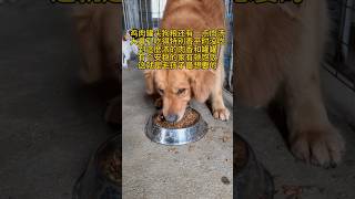 細嚼慢嚥味道應該很棒，多少日子沒有吃過這麼好吃的。基地條件不允許只能偶爾吃上美味