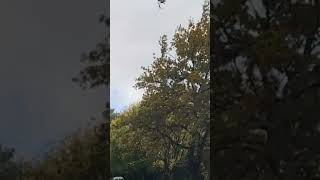 #treelove#viral#natureamazing#treeart#treeshadows#treebranches#treeblossoms#tree.