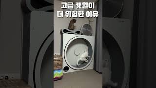 이 캣휠은 고양이를 분해 합니다🐈 밤마다 잠 안자는 고양이에게 무소음 캣휠 사줬더니 벌어진 일🪄 스코티시폴드는 원래 달리기 좋아하나요?