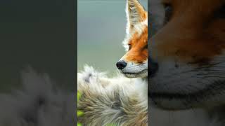 Cat eyes? #Foxfacts #foxes #foxie #whatdoesthefoxsay #shorts #lafpack