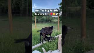 He’s Getting So Big! #farmfriends #goatfarm #animals #farming #cute #funny #pets #nursing #relaxing