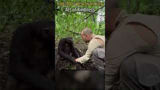 Bonobo's Heartwarming Act of Kindness