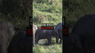 지능이 가장 높은 동물 Top7 #지능 #동물