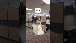 Day in the life of a corporate employee #officehumor #workhumor #dailymemes #worklife #corporatelife