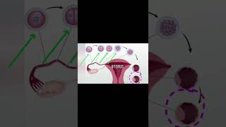 What is positive and negative implantation? #hacademy  #biology #reproduction #menstruation