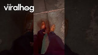 DC Rats Are Something Else || ViralHog