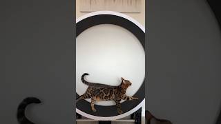 🏃‍♂️🏃‍♀️#catlife #cat #animallife #cuteanimal #cute #cutecat #kitty #gatos #felin#furbaby