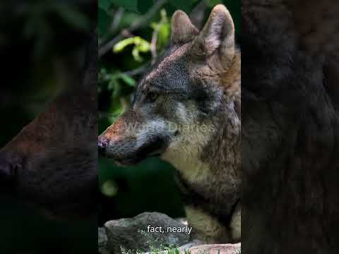 Manned Wolf. #shortvideo #shorts #facts #animals #explore #wildlife
