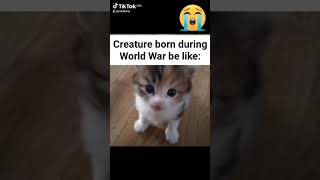 Sad creature born during war #cute #cat #shorts #silly #sillycats #war #stopthewar