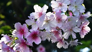 薔薇訴願  台北中正紀念堂 2025-02-28