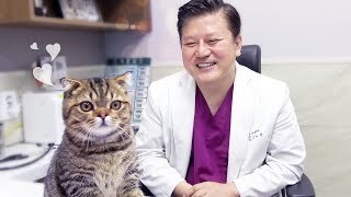 루루 고양이의 귀여움 뒤에 숨겨진 비밀 (스코티시폴드 유전병)