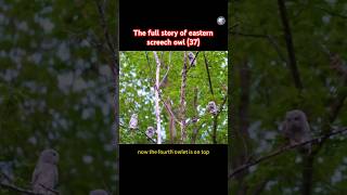 The full nesting story of the Eastern Screech Owl family (37) #owl #wildlife #nature