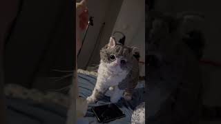 Kitty cat is very picky #cat #catfunny  #funnypet #funnycat #curlycat #crochetcat