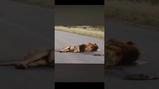 What is this lion doing l #shorts #animals #factdastan #trending #factmania #facts