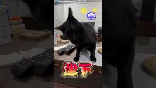 白目黑貓咬媽被警告！下秒「潛伏+突襲」攻擊：我就是要用🤪#shorts