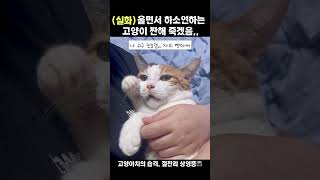 울면서 하소연하는 고양이 #고양이 #cat #고양이일상 #고양이영상 #catlovers #catshorts