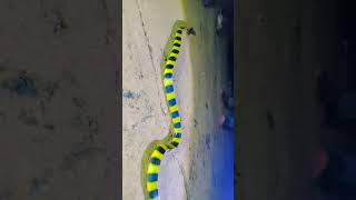 ❤️banded krait❤️ #highlyvenomous #naturelovers #reptile #snakelover #wildlifeanimals
