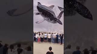 world biggest blue whale 🐳 ( real video )😯😲😨