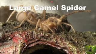 Large Camel Spider Solifugae