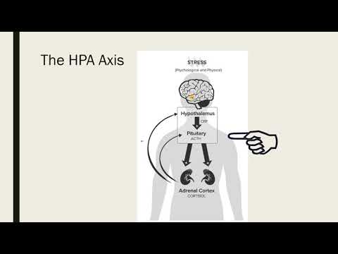 The Stress Response