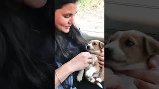 Puppy love and care #puppy #puppies #dog #dogs #dogmom #doglover #doglovers #shorts