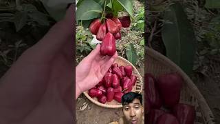 collection Fruit Video🥰 #reaction #fruit #fruitcutting #shortviral #shortvideo #shorts #shortclips