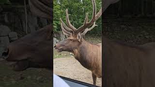 Don't disturb me! #wildlife #amazing #animal #elk #wild #wapiti