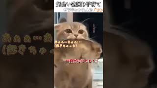 猫のおもしろ動画にツッコミどころ満載なアフレコしてみた＃269【子育て】【ハプニング映像】#shorts　#アフレコ #面白動画