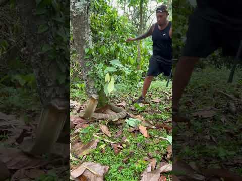 Close call with a king cobra (Hati Hati)  #kingcobra  #deadly #venom #dangerous #snake